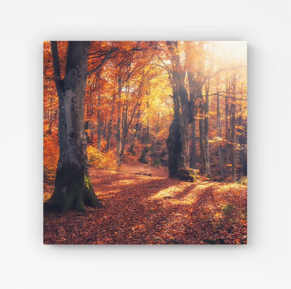 Autumn Forest HD Metal Print