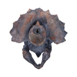 Triceratops Head 23cm