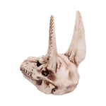 Anubis Skull 17cm