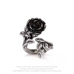 Wild Black Rose